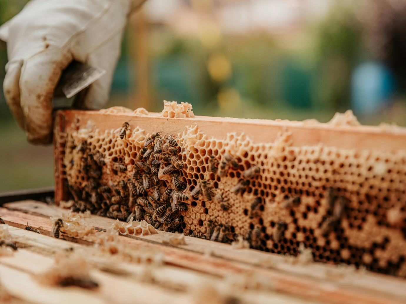Beekeeper managing hives on a farm