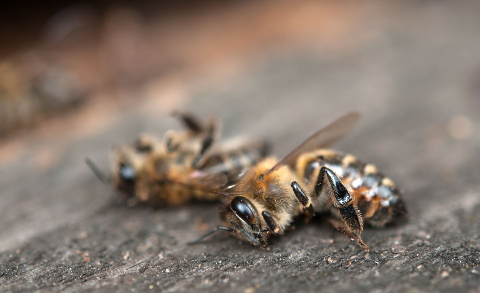 Australian bees facing the varroa crisis